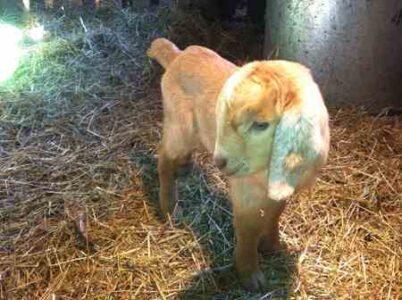 A Farmer Mulls Vegetarianism Image